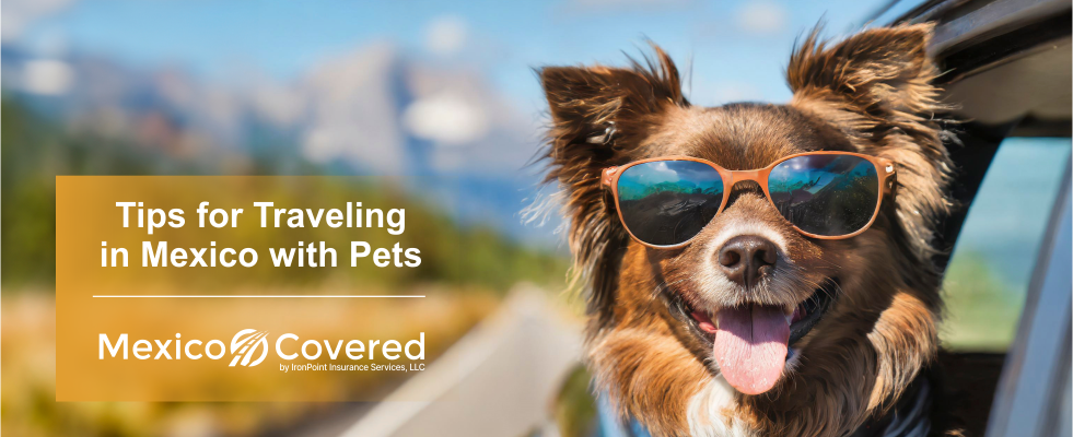 Tips for Traveling in Mexico with Pets