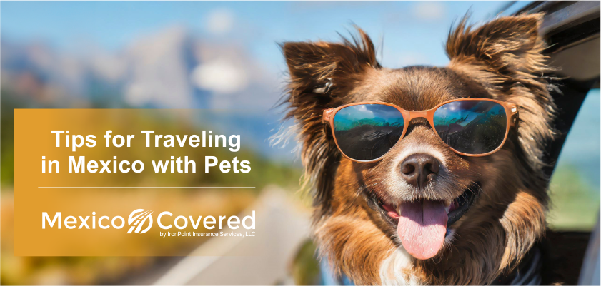 Traveling With Pets in Mexico